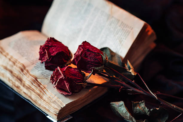 istock Still life with old book and roses 510414244