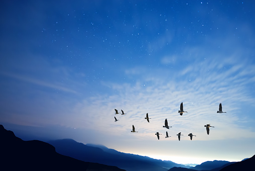Birds flying against blue evening sunset in the background environment or ecology concept