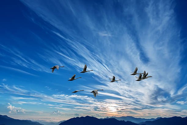 istock Birds flying against blue evening sunset in the background envir 510414264