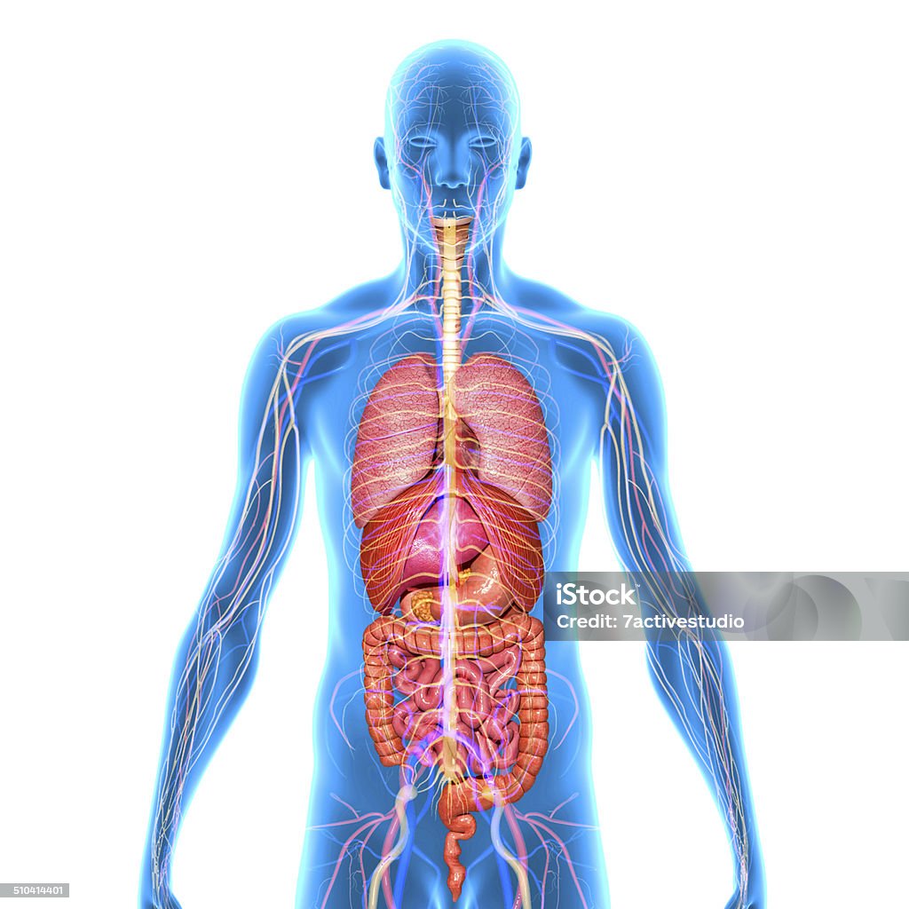 Body with organs Two or more organs working together in the execution of a specific body function form an organ system. Torso Stock Photo