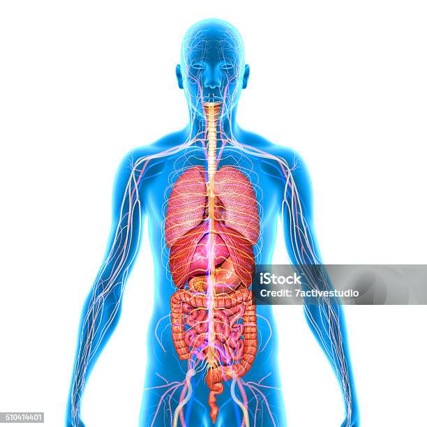 Body With Organs Stock Photo - Download Image Now - Torso, Anatomy, Human Internal Organ