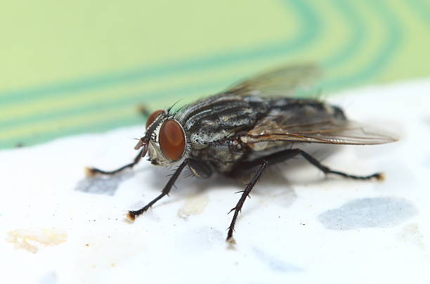 istock small insect in the green garden 510414414