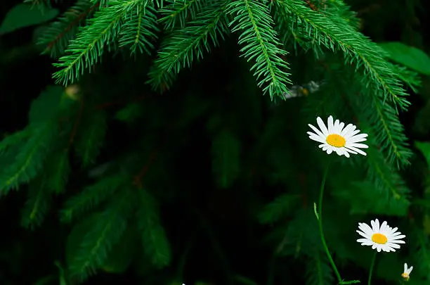 Two white daisies under the green pine