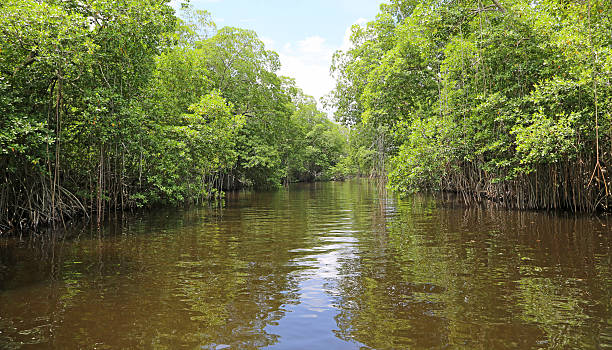 マングローヴの木にブラック川 - tropical rainforest jamaica tropical climate rainforest ストックフォトと画像