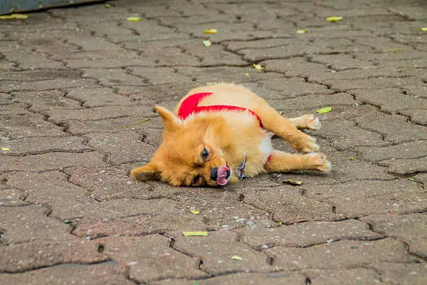 Photo of dog Play Dead