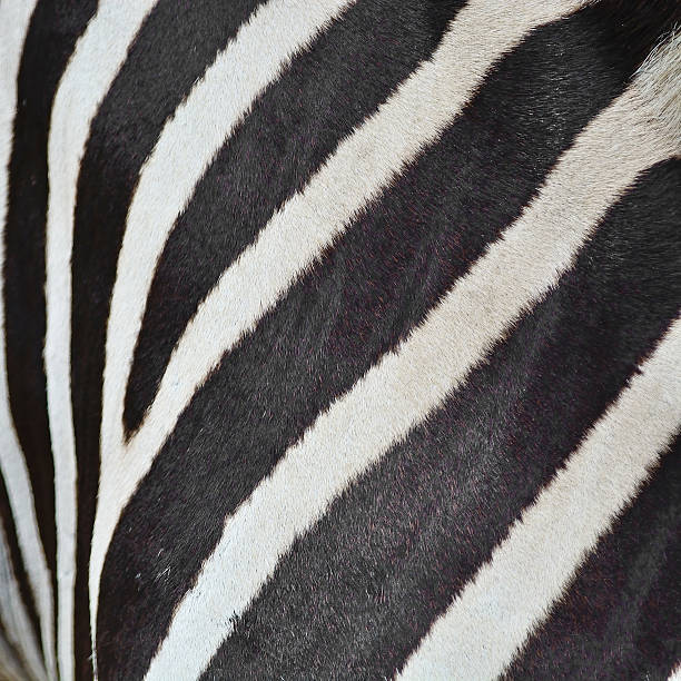 Common Zebra skin Animal skin, Common Zebra or Burchell's Zebra (Equus burchelli), striped background texture leather white hide textured stock pictures, royalty-free photos & images