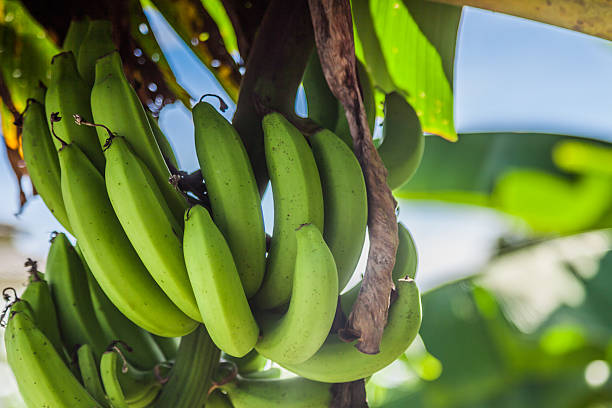 istock Thailand Banana Plantation 510418075