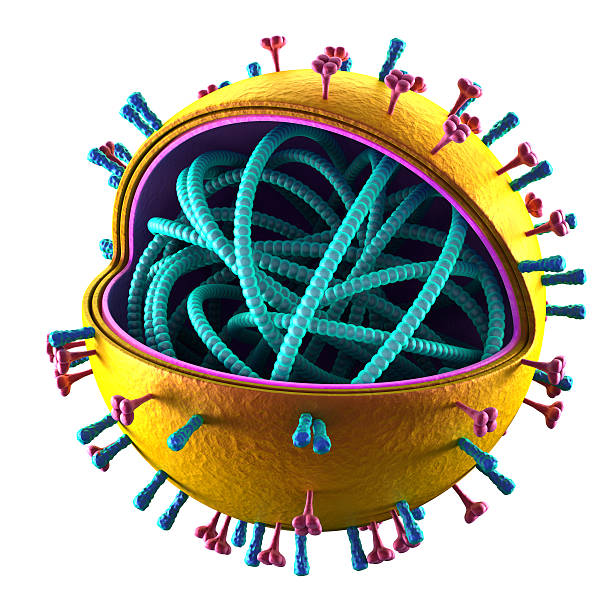 komórka-h5n1, grypie h1n1-ogólną strukturę-na białym tle - virus molecular structure healthcare and medicine russian influenza zdjęcia i obrazy z banku zdjęć