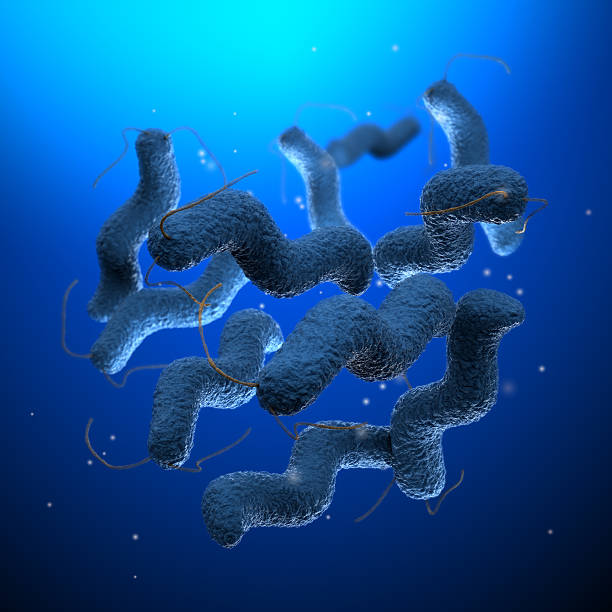 Campylobacter Campylobacter decade stock pictures, royalty-free photos & images