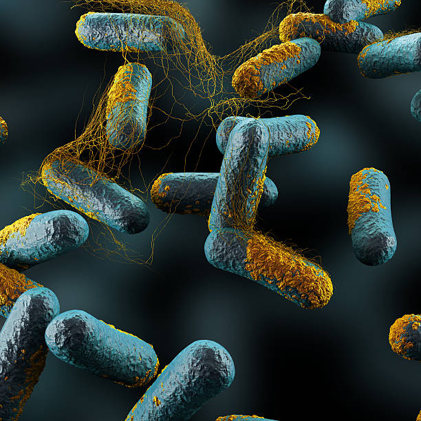 clostridium perfringens bacterias - clostridium fotografías e imágenes de stock