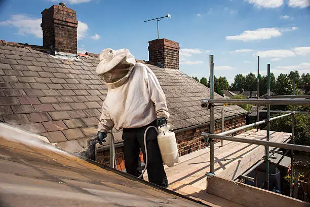 Photo of wasp nest roof terminator