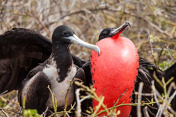 great frigatebird frigatebird on breeding season in galapagos frigate stock pictures, royalty-free photos & images