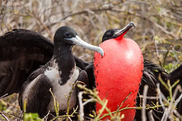 Photo of great frigatebird