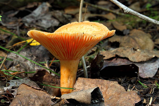 istock Woolly milkcap mushroom 510436983