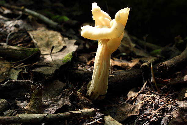 wspólne helvel ghostly - mushrooms mushroom fungus fungi undergrowth zdjęcia i obrazy z banku zdjęć