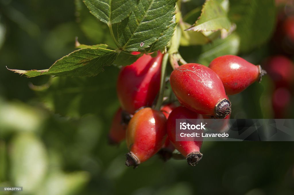 Fruit of Wild Rose Branch - Plant Part Stock Photo