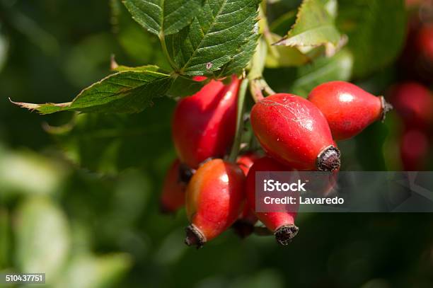 Fruit Of Wild Rose Stock Photo - Download Image Now - Branch - Plant Part, Bunch, Bundle