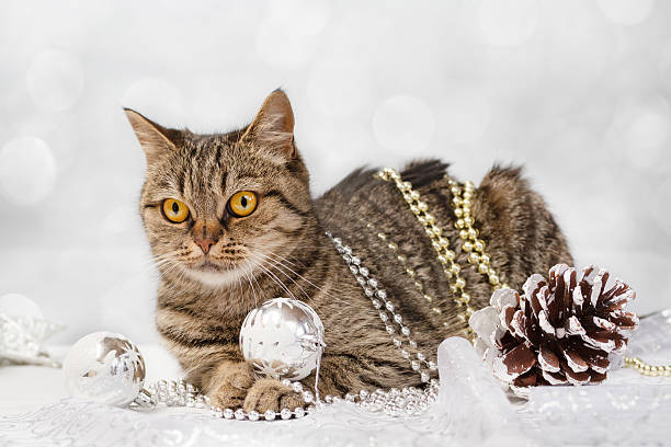 istock European cat with Christmas decorations 510438915