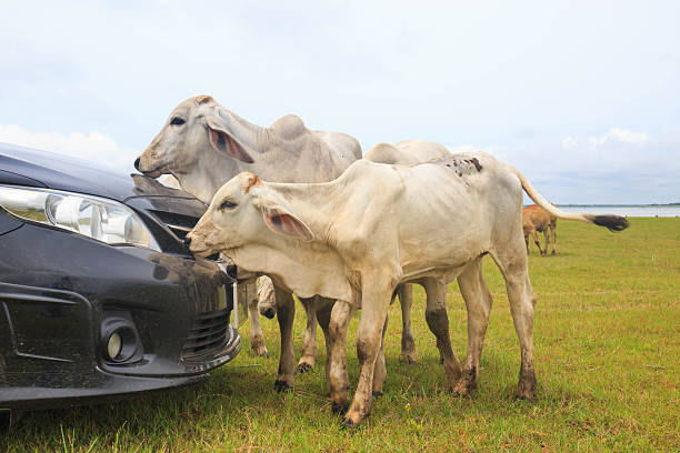 istock cow looking in through the car 510439761