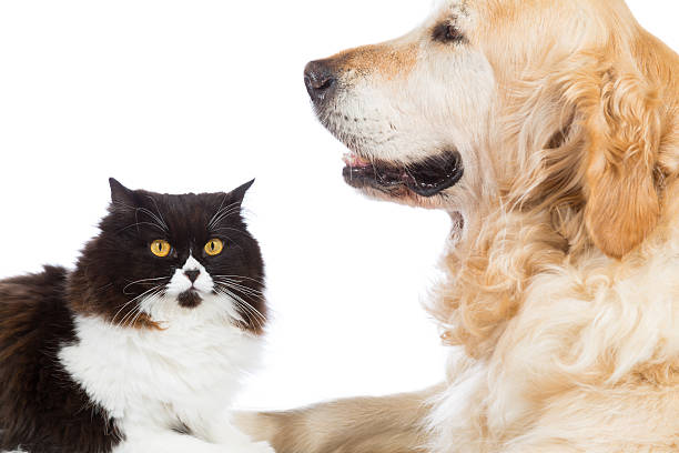 istock Persian Cat With Golden Retriever Dog 510439829
