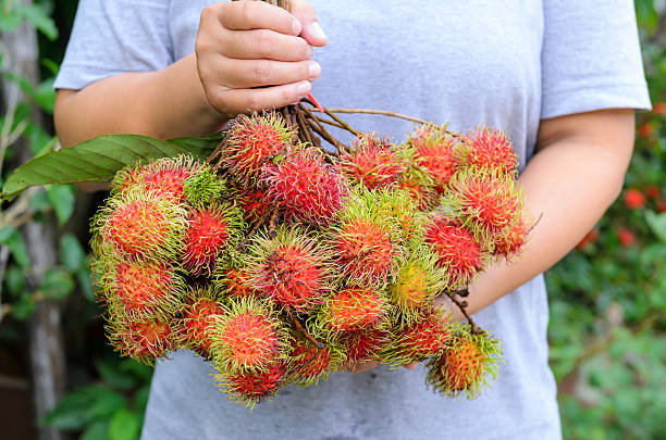 asiatica giardiniere con frutta fresca (rambutan frutto della thailandia) - rambutan foto e immagini stock