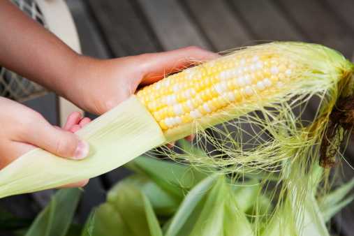 A child's hand shucking (husking) a fresh ear of corn.