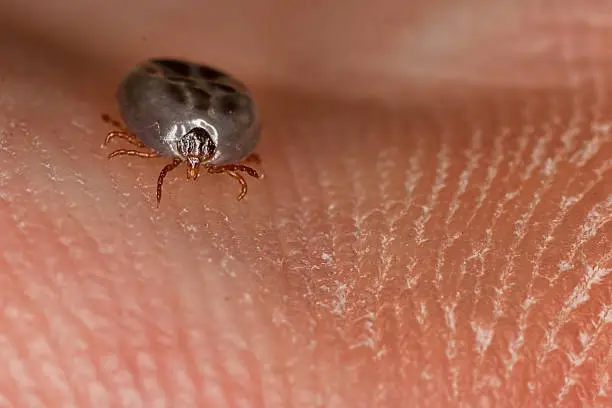 Photo of Female Deer Tick