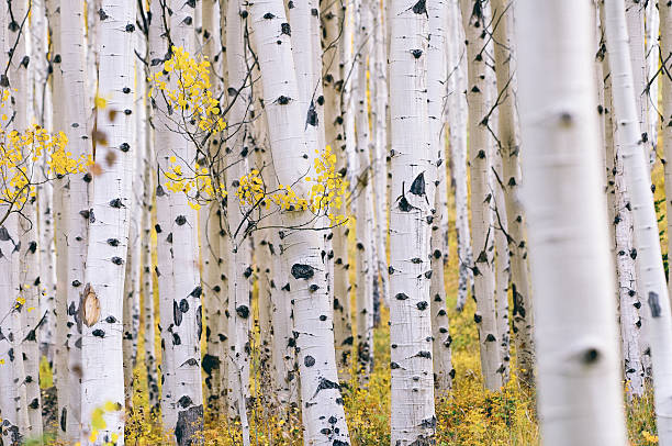 Aspen forest Colorado aspens by fall near Aspen, Colorado birch tree stock pictures, royalty-free photos & images