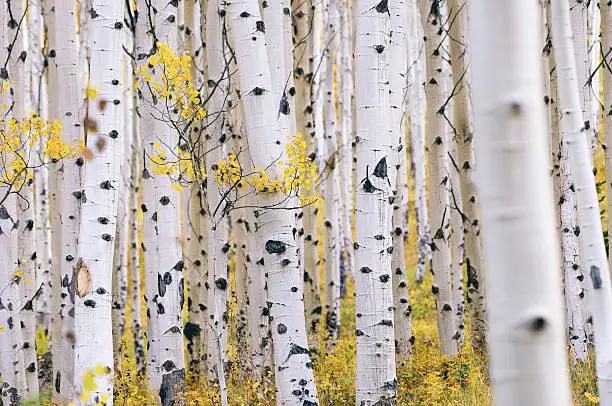 Photo of Aspen forest