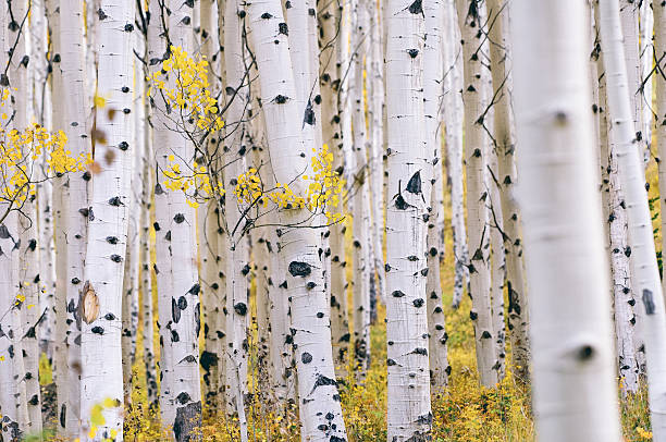 floresta de aspen - birch - fotografias e filmes do acervo