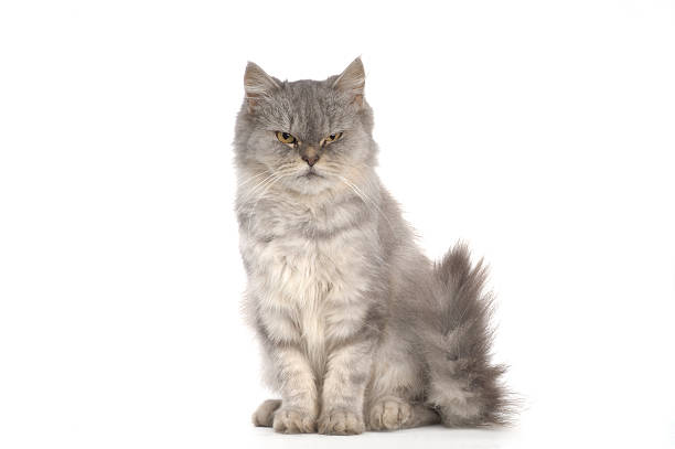 istock sitting Persian cat 510442469
