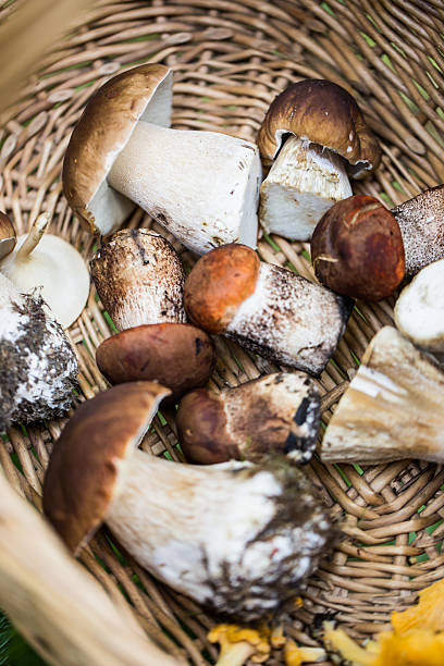 istock Poricini In Basket 510442665