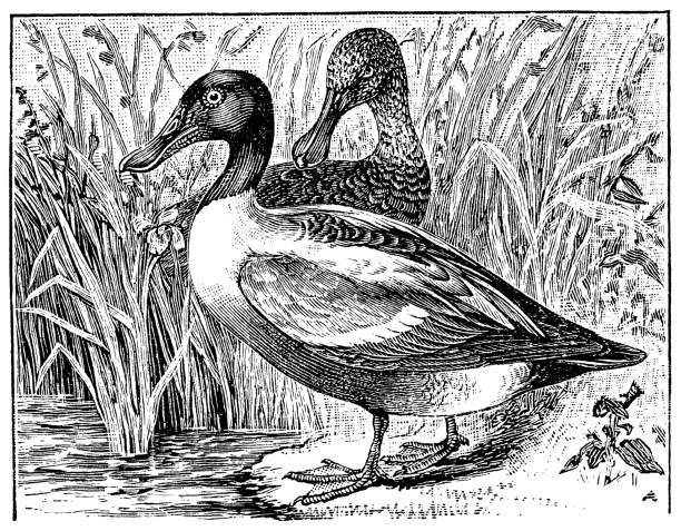istock Antique illustration of northern shoveler (Anas clypeata) 510442855