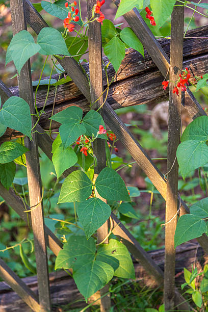 istock Blooming Kidney Beans Plant 510442903