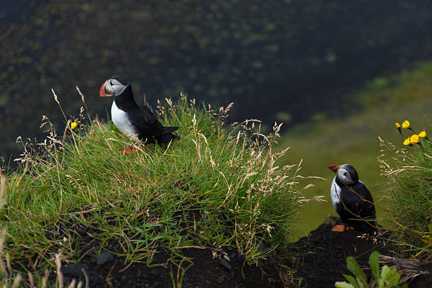 istock Puffins in mist on cliffs at Vik, Iceland 510443001