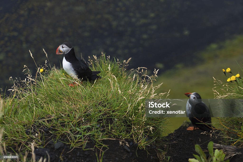 Puffins in mist on cliffs at Vik, Iceland Animal Themes Stock Photo