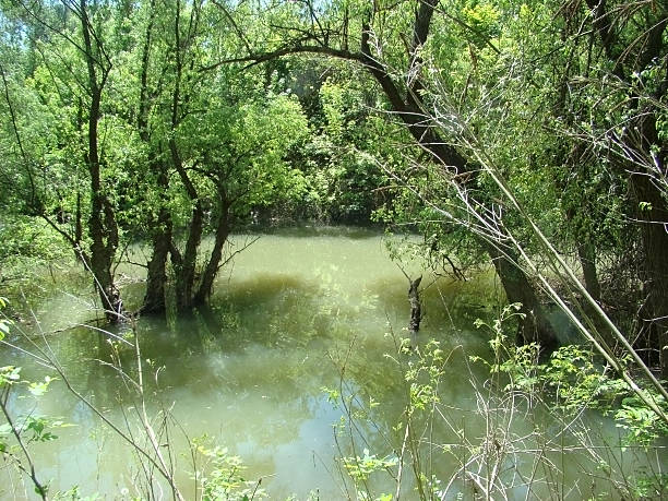 istock Danube Island-water course Pastramagiu 510443565
