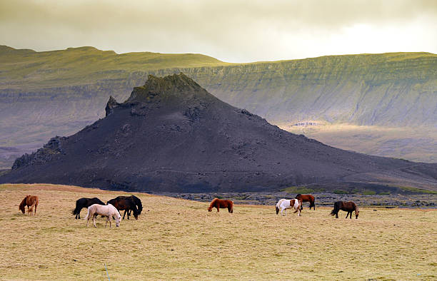 Icelandic horses grazing  in a volcanic landscape.