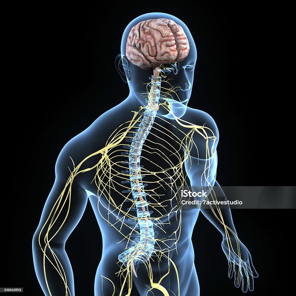 Nervous system The nervous system is the part of an animal's body that coordinates its voluntary and involuntary actions and transmits signals between different parts of its body. Spine - Body Part Stock Photo