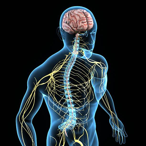Nervous system The nervous system is the part of an animal's body that coordinates its voluntary and involuntary actions and transmits signals between different parts of its body. medulla stock pictures, royalty-free photos & images