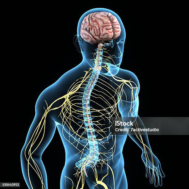 Nervous System Stock Photo - Download Image Now - Spine - Body Part, Human Nervous System, Medulla