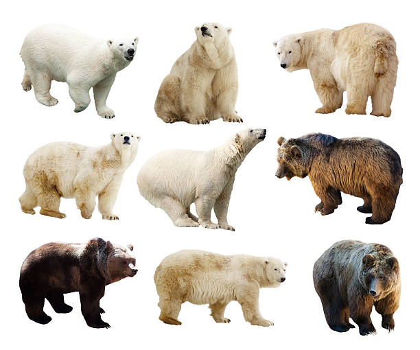 istock Set of bears. Isolated over white 510444019