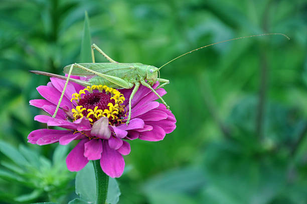 istock Pasikonik on flower 510444277