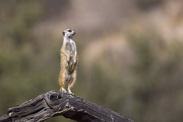istock Meerkat on lookout duty 510444613
