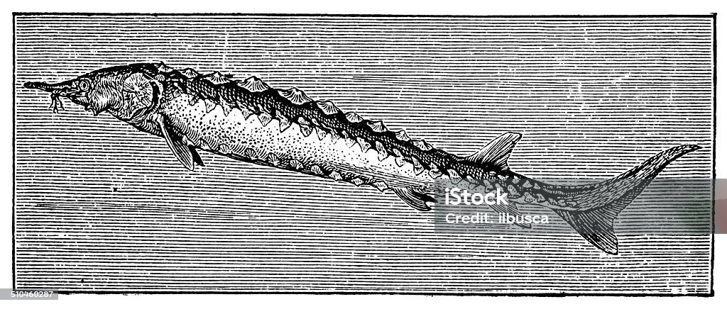 Antique illustration of European sea sturgeon (Acipenser sturio) 19th Century Style stock illustration