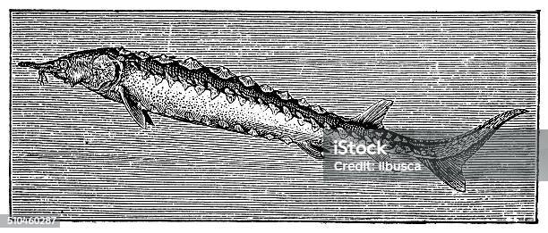 Antique Illustration Of European Sea Sturgeon Stock Illustration - Download Image Now