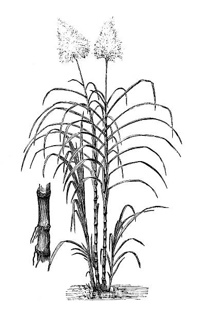 Antique illustration of Saccharum officinarum (sugarcane) Antique illustration of Saccharum officinarum (sugarcane) sugar cane saccharum officinarum stock illustrations
