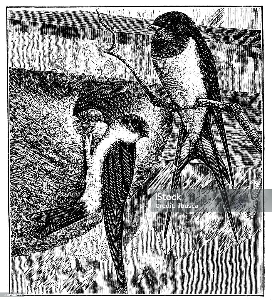 Antique illustration of barn swallow and common house martin Antique illustration of barn swallow (Hirundo rustica) and common house martin (Delichon urbicum) Barn Swallow stock illustration