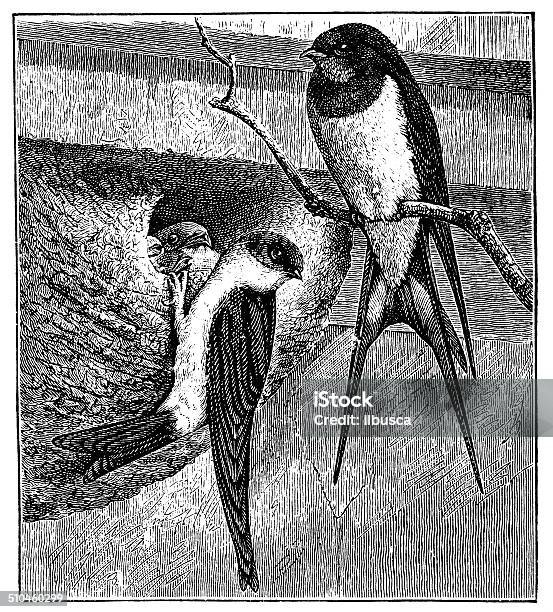 Antique Illustration Of Barn Swallow And Common House Martin Stock Illustration - Download Image Now