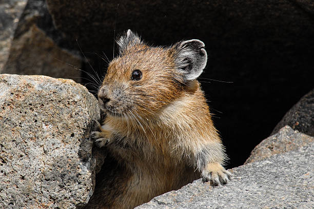 Pika Looking out from its Burrow stock photo